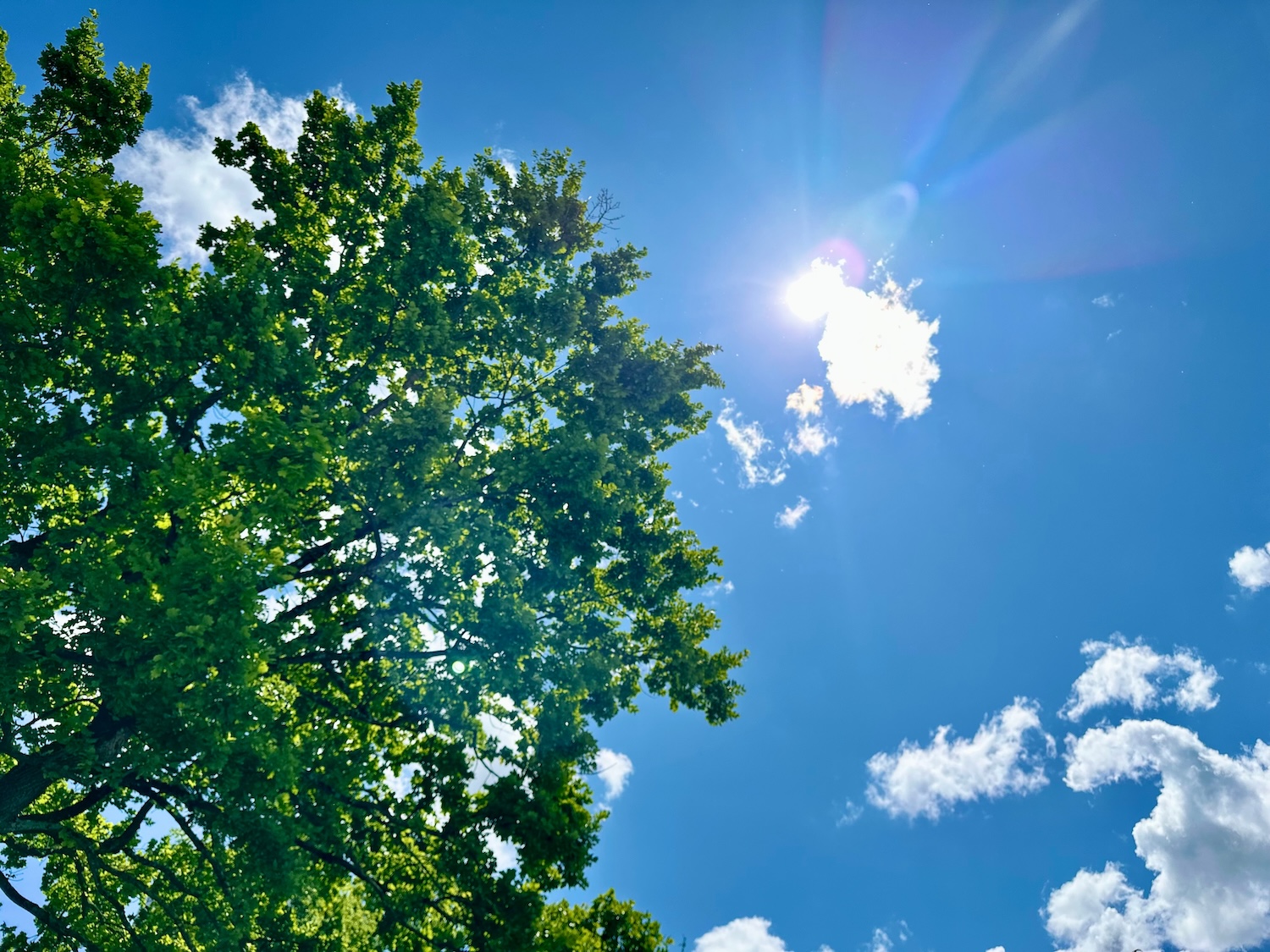 Natural sun flare with blue clouds sky and green leaves