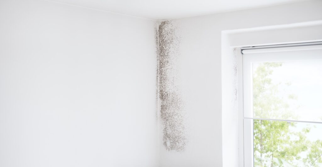 mold on the upper part of the wall by a window